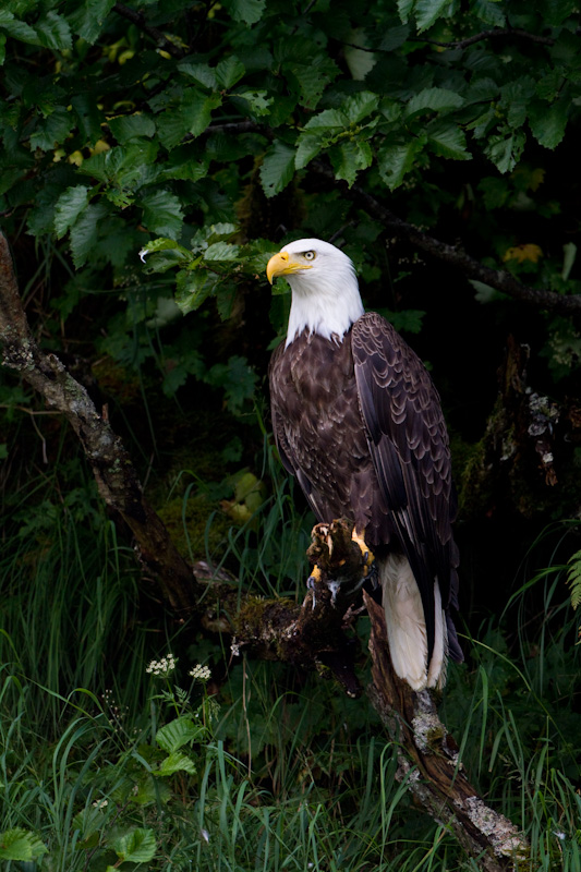 Bald Eagle